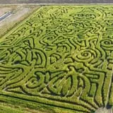 Twin Falls Corn Maze photo