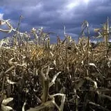 Twin Falls Corn Maze photo