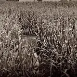 Twin Falls Corn Maze photo