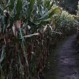 Twin Falls Corn Maze photo
