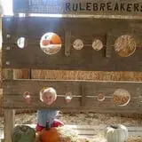 Twin Falls Corn Maze photo