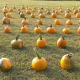 McKenna Family Farm photo