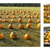 McKenna Family Farm photo