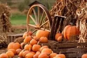 Jones Family Farm Pumpkin Patch
