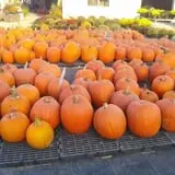 Jones Country Gardens photo