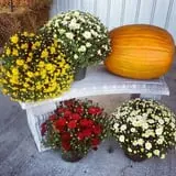 Jones Country Gardens photo