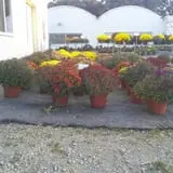 Jones Country Gardens photo