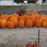 Jones Country Gardens photo
