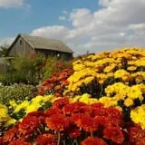Jones Country Gardens photo
