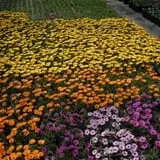 Jones Country Gardens photo
