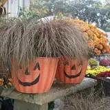 Jones Country Gardens photo
