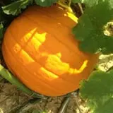 Gritt's Farm photo