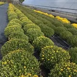Gritt's Farm photo
