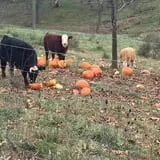 Gritt's Farm photo