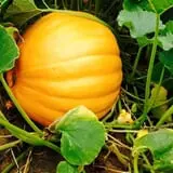 Gritt's Farm photo