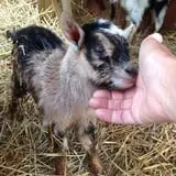 Gritt's Farm photo