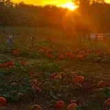 Gritt's Farm photo