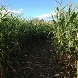 Gritt's Farm photo