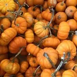 Gritt's Farm photo