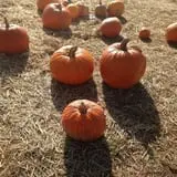 Gritt's Farm photo