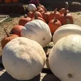 Gritt's Farm photo