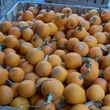 Washburn's Windy Hill Orchard photo