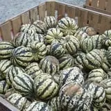 Washburn's Windy Hill Orchard photo
