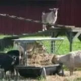 Ioka Valley Farm Haunted House photo