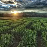 Klingel's Farm Corn Maze & Pumpkin Patch photo