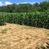 Klingel's Farm Corn Maze & Pumpkin Patch photo