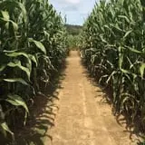 Klingel's Farm Corn Maze & Pumpkin Patch photo