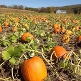 Klingel's Farm Corn Maze & Pumpkin Patch photo