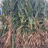 Klingel's Farm Corn Maze & Pumpkin Patch photo