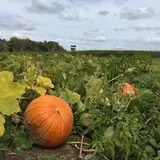 Klingel's Farm Corn Maze & Pumpkin Patch photo