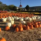 Klingel's Farm Corn Maze & Pumpkin Patch photo