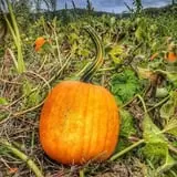Klingel's Farm Corn Maze & Pumpkin Patch photo