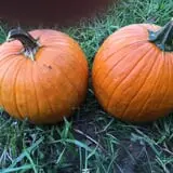 Legare Farms photo