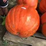 Legare Farms photo
