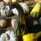 Legare Farms photo