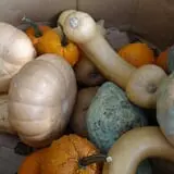 Legare Farms photo