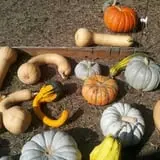 Legare Farms photo
