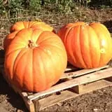 Legare Farms photo