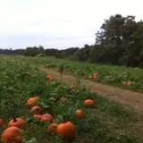 Legare Farms photo