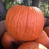 Legare Farms photo