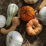 Legare Farms photo
