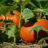 Legare Farms photo