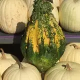 Legare Farms photo