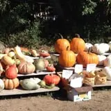 Legare Farms photo