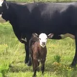 Legare Farms photo