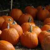 Legare Farms photo